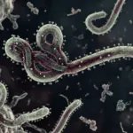 WHO Tetapkan Ebola Sebagai PHEIC, Kemenkes Tingkatkan Pengawasan dan Imbau Masyarakat Tetap Waspada
