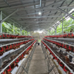 Lindungi Peternak Rakyat, Kementan Perketat Distribusi DOC Ayam Petelur