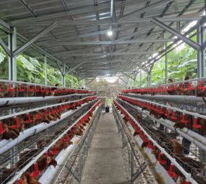 Lindungi Peternak Rakyat, Kementan Perketat Distribusi DOC Ayam Petelur